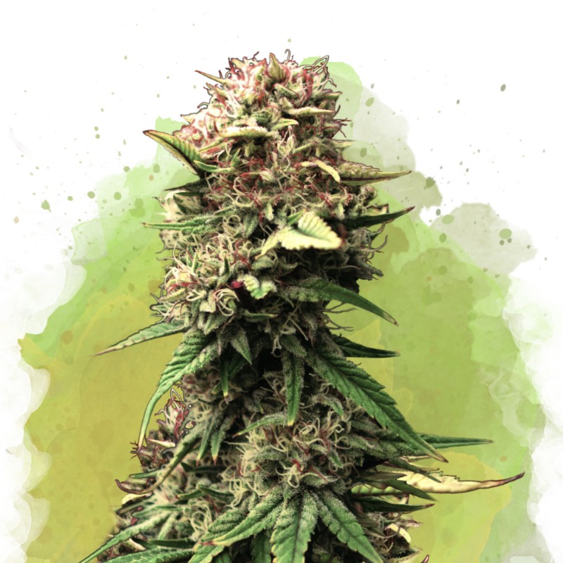 AUTO JOCK HORROR · Nirvana Seeds · semi di canapa · AutoFem