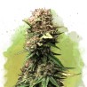 AUTO JOCK HORROR · Nirvana Seeds · semi di canapa  ·  AutoFem
