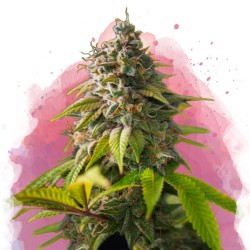 AMNESIA HAZE · Nirvana Seeds · cannabis samen · Fem