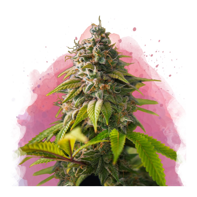 AMNESIA HAZE · Nirvana Seeds · cannabis seeds · Fem