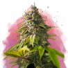 AMNESIA HAZE · Nirvana Seeds · semi di canapa · Fem