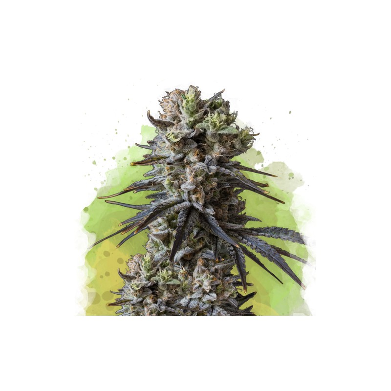 AUTO LITHIUM OG KUSH · Nirvana Seeds · semi di canapa · AutoFem