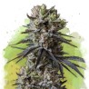 AUTO LITHIUM OG KUSH · Nirvana Seeds · cannabis seeds · AutoFem