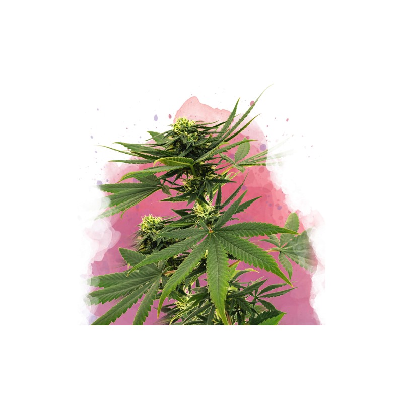 SOUR DIESEL · Nirvana Seeds · semi di canapa · Fem
