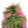 SOUR DIESEL · Nirvana Seeds · sementes de maconha · Fem
