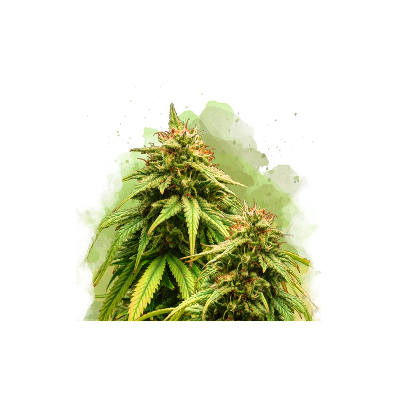 AUTO AMNESIA HAZE · Nirvana Seeds · cannabis seeds · AutoFem
