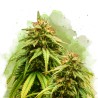AUTO AMNESIA HAZE · Nirvana Seeds · semi di canapa · AutoFem