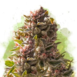 AUTO AURORA INDICA · Nirvana Seeds · kaufen cannabis samen · AutoFem