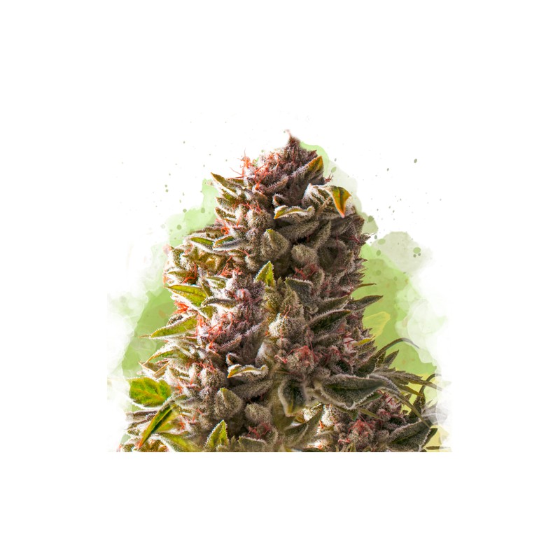 AUTO AURORA INDICA · Nirvana Seeds · sementes de maconha · AutoFem