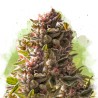 AUTO AURORA INDICA · Nirvana Seeds · sementes de maconha · AutoFem
