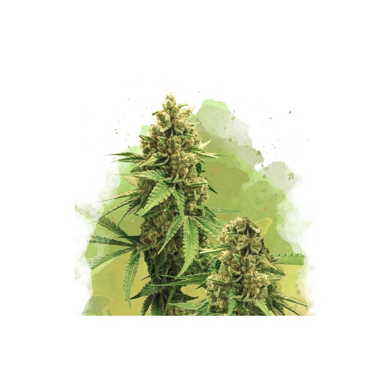 AUTO BIG BUD · Nirvana Seeds · semi di canapa · AutoFem