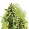 AUTO BIG BUD · Nirvana Seeds · sementes de maconha · AutoFem