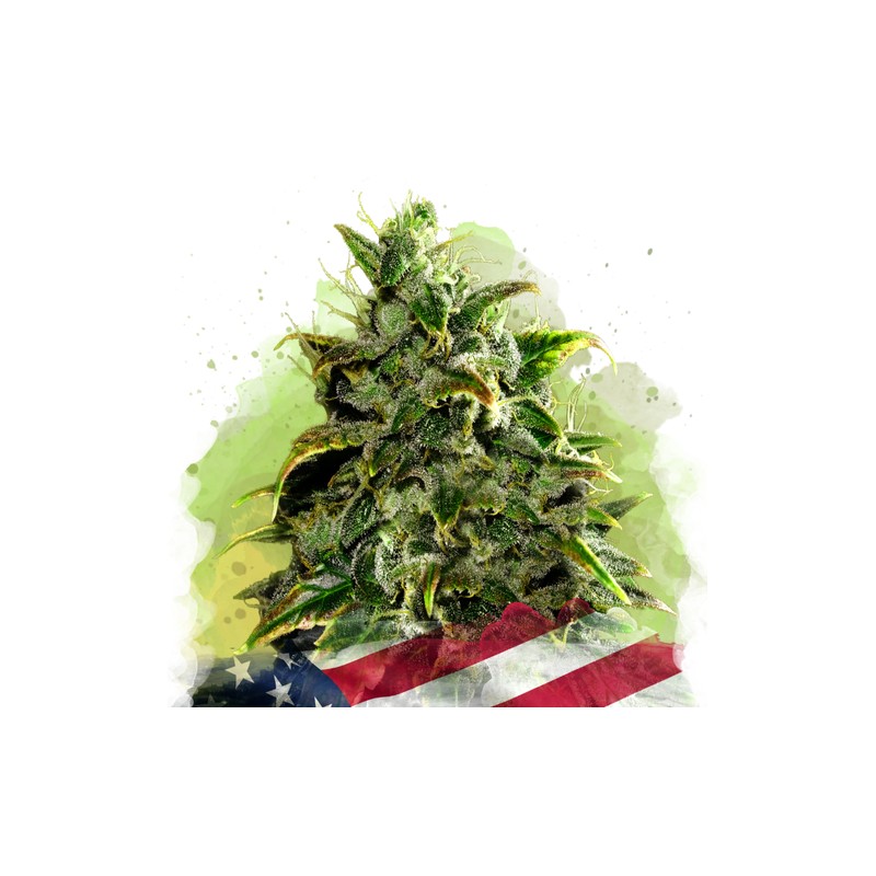 AUTO BLUE DREAM · Nirvana Seeds · semi di canapa · AutoFem
