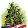 AUTO BLUE DREAM · Nirvana Seeds · cannabis seeds · AutoFem