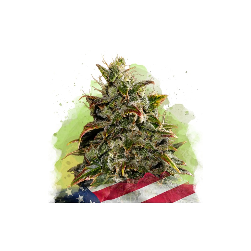 AUTO GELATO · Nirvana Seeds · semi di canapa · AutoFem