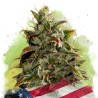 AUTO GELATO · Nirvana Seeds · semi di canapa · AutoFem