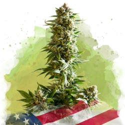 AUTO GIRL SCOUT COOKIES · Nirvana Seeds · kaufen cannabis samen · AutoFem