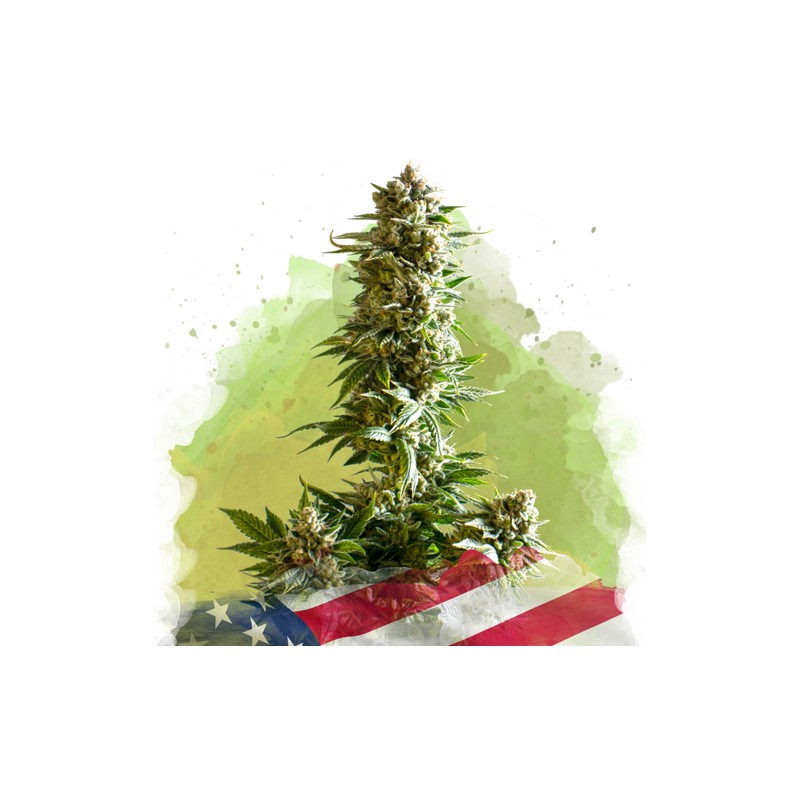 AUTO GIRL SCOUT COOKIES · Nirvana Seeds · sementes de maconha · AutoFem