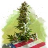 AUTO GIRL SCOUT COOKIES · Nirvana Seeds · semi di canapa · AutoFem
