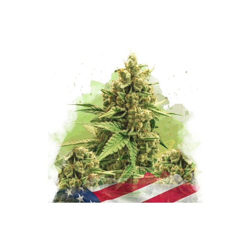 AUTO ORIGINAL GLUE · Nirvana Seeds · sementes de maconha · AutoFem