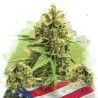 AUTO ORIGINAL GLUE· Nirvana Seeds · cannabis seeds · AutoFem