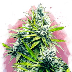 B-52 · Nirvana Seeds · cannabis samen · Fem