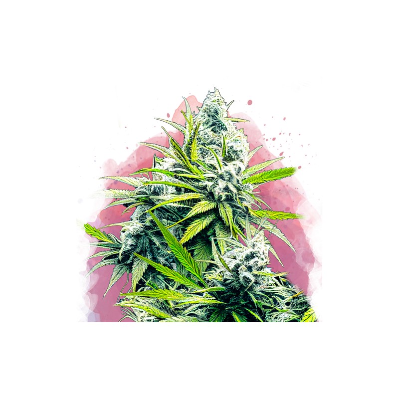 B-52 · Nirvana Seeds · sementes de maconha · Fem