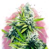 B-52 · Nirvana Seeds · cannabis seeds · Fem