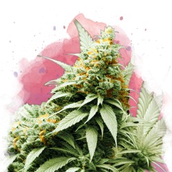 BIG BUD · Nirvana Seeds · cannabis samen · Fem