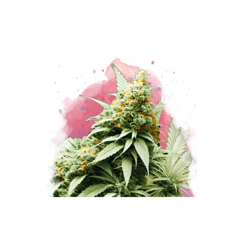 BIG BUD · Nirvana Seeds · cannabis seeds · Fem