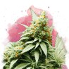 BIG BUD · Nirvana Seeds · cannabis seeds · Fem