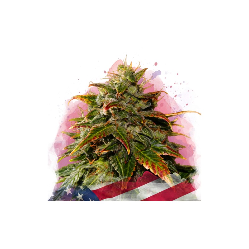 GELATO · Nirvana Seeds · semi di canapa · Fem