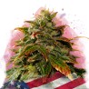 GELATO · Nirvana Seeds · semi di canapa · Fem