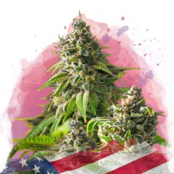 GIRL SCOUT COOKIES · Nirvana Seeds · cannabis samen · Fem