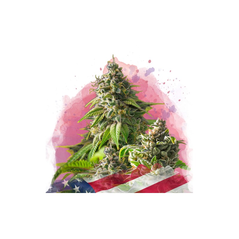 GIRL SCOUT COOKIES · Nirvana Seeds · cannabis seeds · Fem
