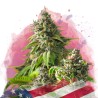 GIRL SCOUT COOKIES · Nirvana Seeds · cannabis seeds · Fem