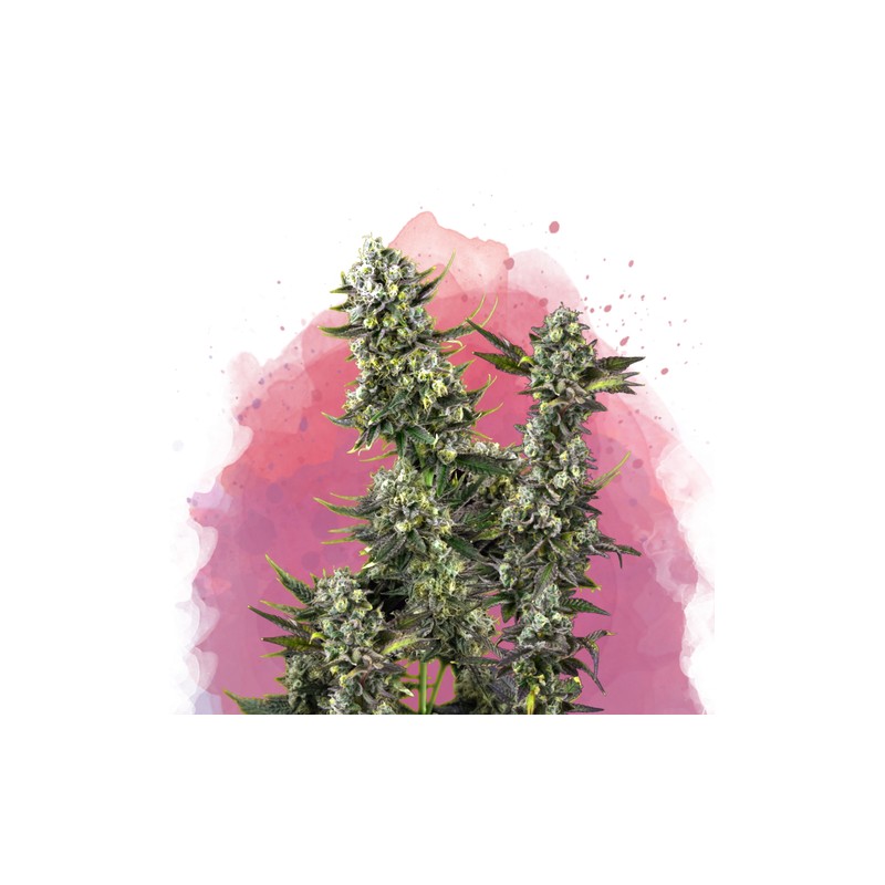 HINDU KUSH · Nirvana Seeds · cannabis samen · Fem