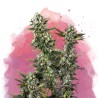 HINDU KUSH · Nirvana Seeds · semi di canapa · Fem
