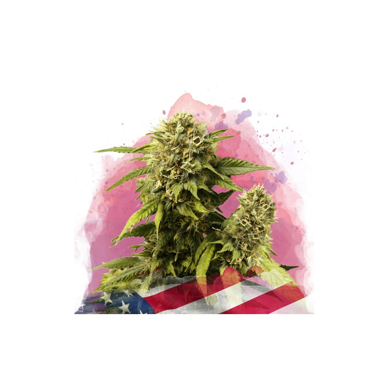 ORIGINAL GLUE · Nirvana Seeds · semi di canapa · Fem