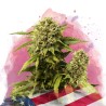 ORIGINAL GLUE · Nirvana Seeds · cannabis seeds · Fem