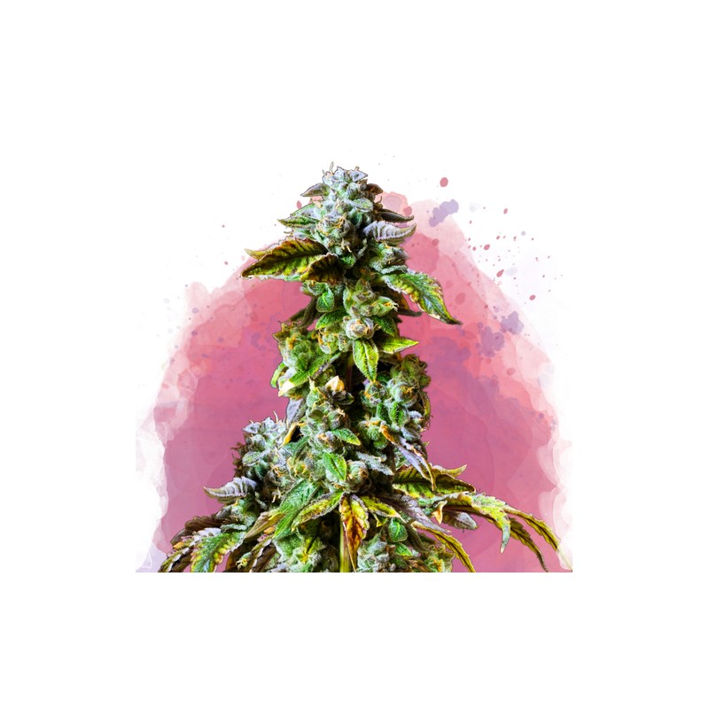 DURBAN POISON · Nirvana Seeds · semi di canapa · Fem