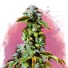 DURBAN POISON · Nirvana Seeds · semi di canapa · Fem