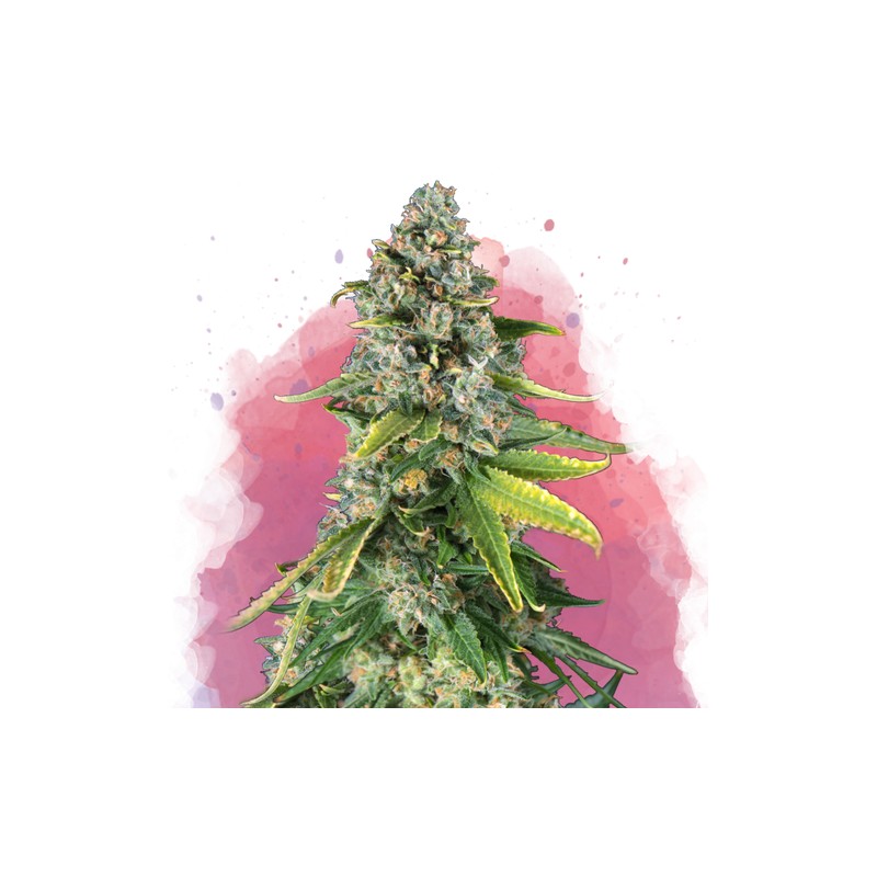 SKUNK 1 · Nirvana Seeds · cannabis seeds · Fem