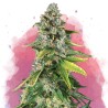 SKUNK 1 · Nirvana Seeds · cannabis seeds · Fem