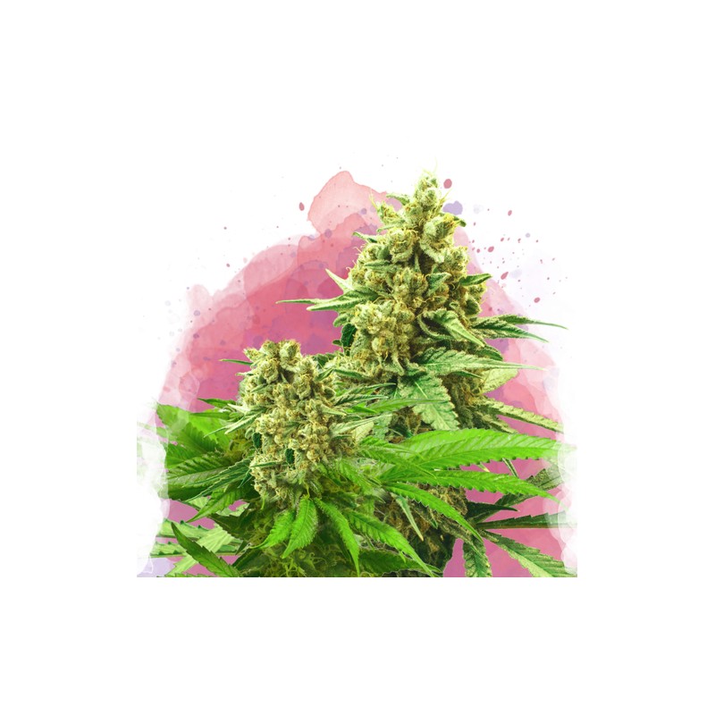 SOMANGO XXL · Nirvana Seeds · semi di canapa · Fem