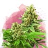 SOMANGO XXL · Nirvana Seeds · kenevir tohum · Disi · Fem