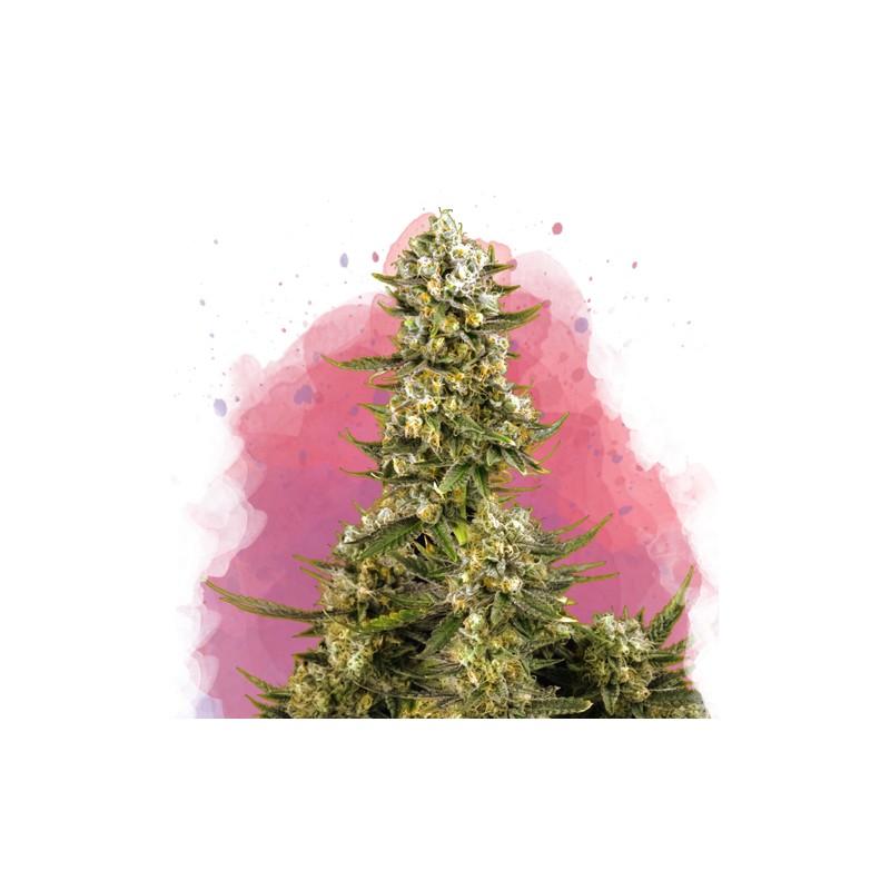 SUPER SILVER HAZE · Nirvana Seeds · semi di canapa · Fem