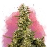 SUPER SILVER HAZE · Nirvana Seeds · semi di canapa · Fem
