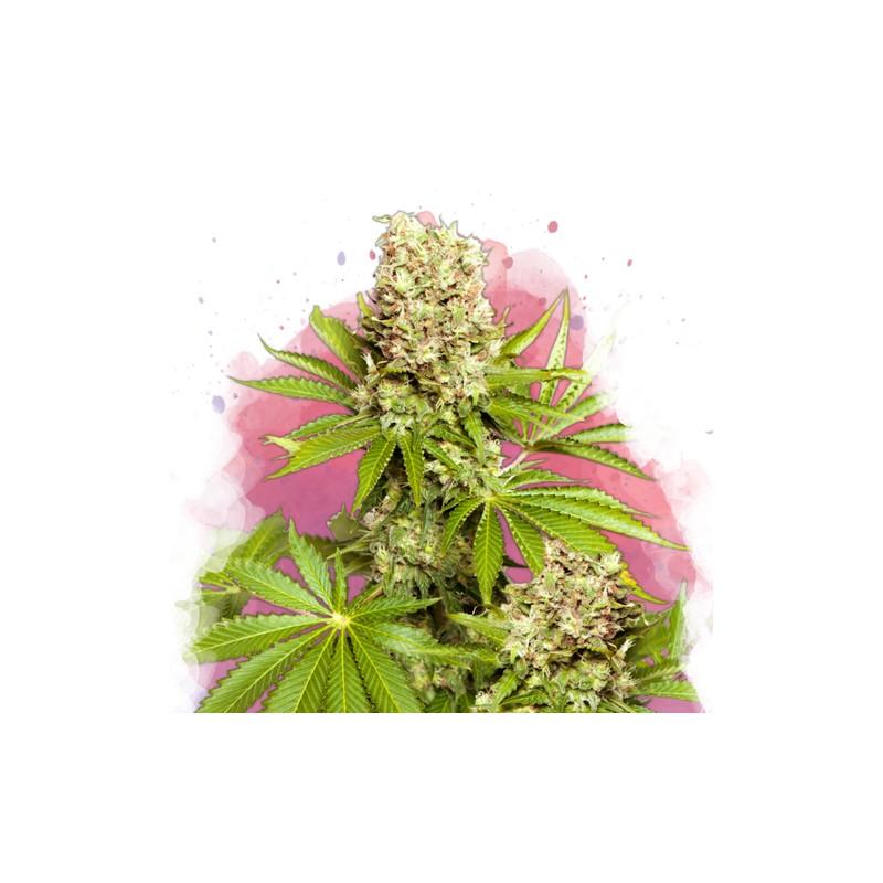 HAWAII MAUI WAUI · Nirvana Seeds · cannabis seeds · Fem