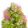 HAWAII MAUI WAUI · Nirvana Seeds · semi di canapa · Fem